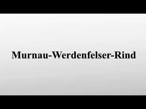 Murnau-Werdenfelser-Rind