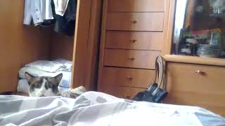 Смешной котик! Funny cat 2018
