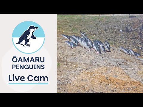 Penguin Colony