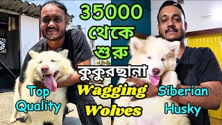 Biggest Siberian Husky Kennel in West Bengal । Home Breed Puppies Sell । Dog Market in Kolkata