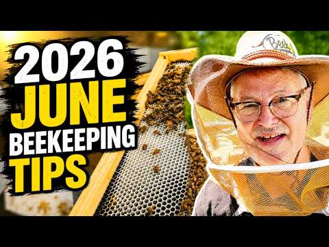 Beekeeping: June Is Here… What Should You Be Doing Now?