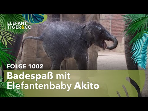 Verwöhnprogramm (Folge 1002) | Elefant, Tiger & Co. | MDR