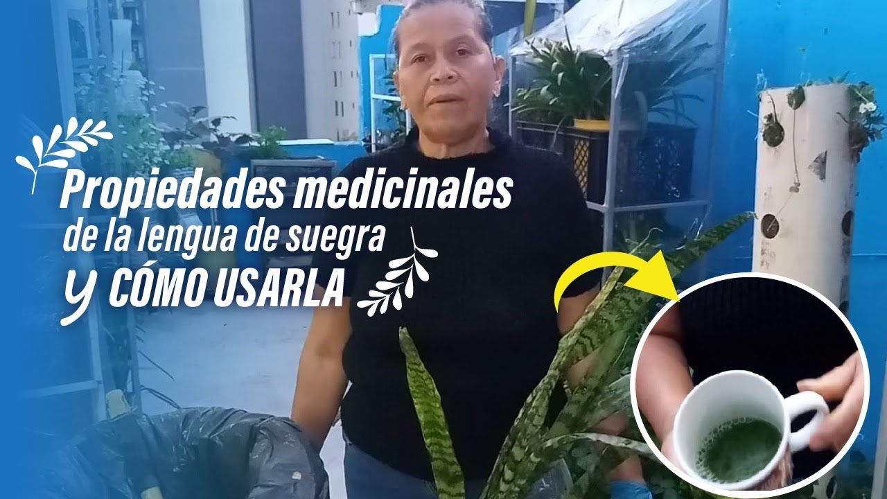🌾 Como Reproducir la lengua de suegra y su uso MEDICINAL paso a paso⚕️ Lengua de Tigre