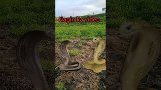 Download lagu #greenscreen #snake #nagin 🙏🙏🙏 mp3