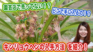 入手困難！？ニホンミツバチを誘引するキンリョウヘンの入手方法