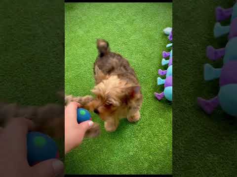 Yorkshire Terrier - Γιορκσάιρ Τεριέ-thumb-1