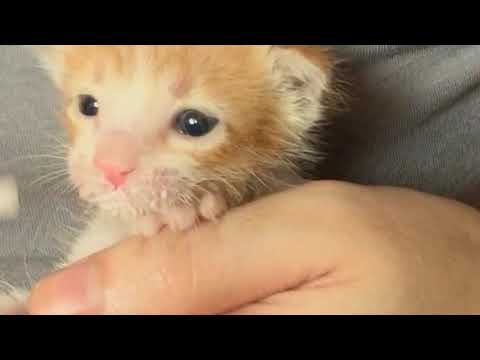 Kitten Left on The Side of a Road to die, is Saved