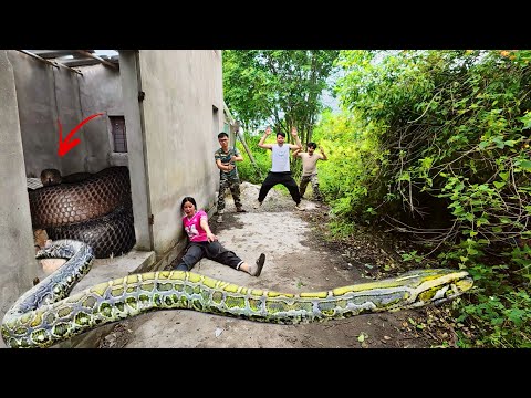 Brave Expert Rescues Girl From Anaconda In Abandoned House