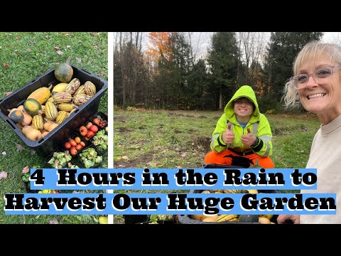 We harvested Our Huge Garden in the Rain for 4 hours !