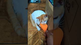 Download lagu The sweetest pie#cat #cats #shorts mp3