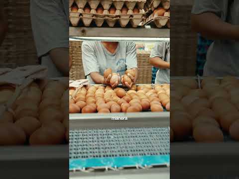Del Campo al Carrito - Caisy