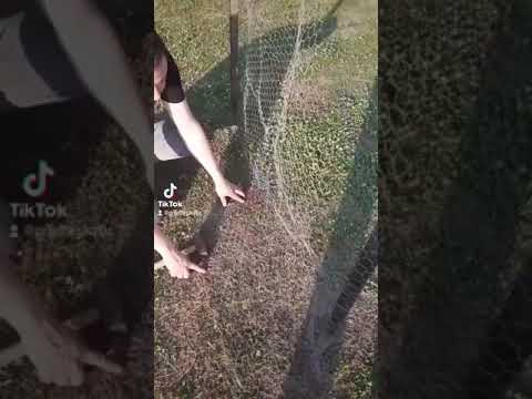 Kako pravilno ograditi vasu zivinu od predatora.