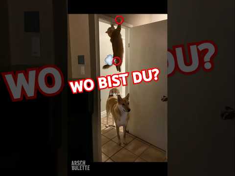 HUND SUCHT KATZE!😹 #shorts von @ARSCHBULETTE #catshorts #dogshorts #cats #dogs #funny #lustig