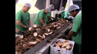 Fábrica de beneficiamento de coco volta a funcionar depois de mais de uma década fechada. 18 08 2018