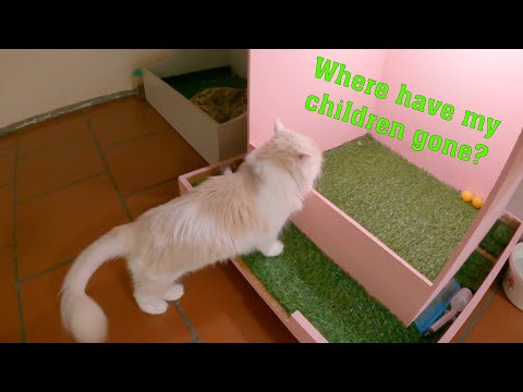 Mother cat and the journey to find the kittens.