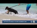 Jupiter Dog Beach Voted No 1 Dog Friendly Beach