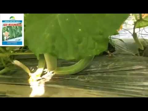 DƯA LEO CHỊU NHIỆT AGRI MEKONG 666