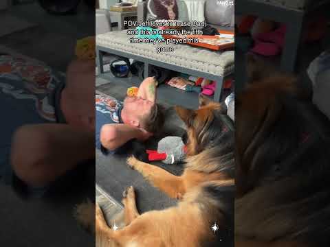 As the owner of a German Shepherd,have to admit this little guy is way too dramatic#fyp#funnyvideos