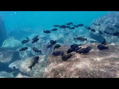 Tropheus moorii Nausingili