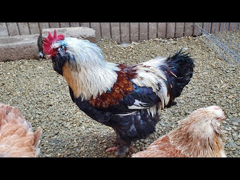 Viata la Țara - episodul 32