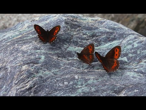 La canzone a me nella primavera di una lentiggine per ascoltare Cè stato un posto di pigmentary su un labbro
