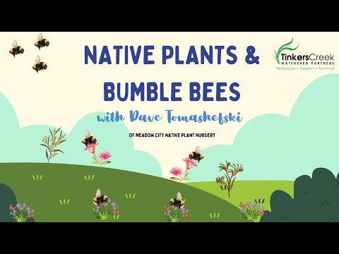 Native Plants & Bumble bees with Dave Tomashefski