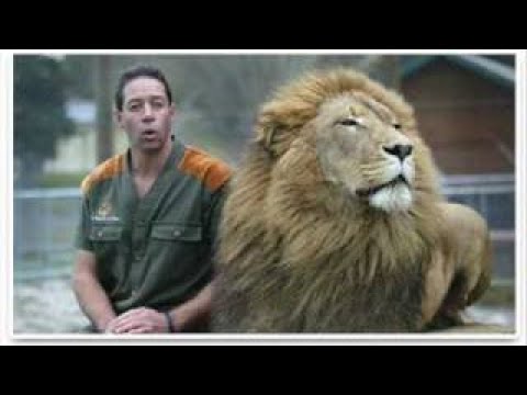 The Lion Man Theme High Quality