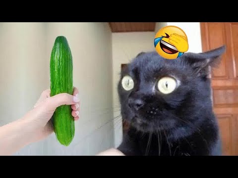 You Laugh You Lose😹Funniest Dogs and Cats 2024😻🐶