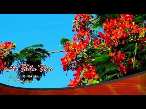 Hè thắm tươi - Thanh Nguyên