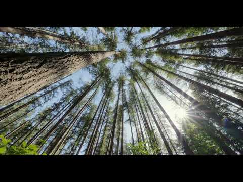 Video de YouTube - Campo en Lavalleja, Con Renta Forestal a 20 años, 100 % Suelos 2.14 sobre Ruta Nacional Asfaltada