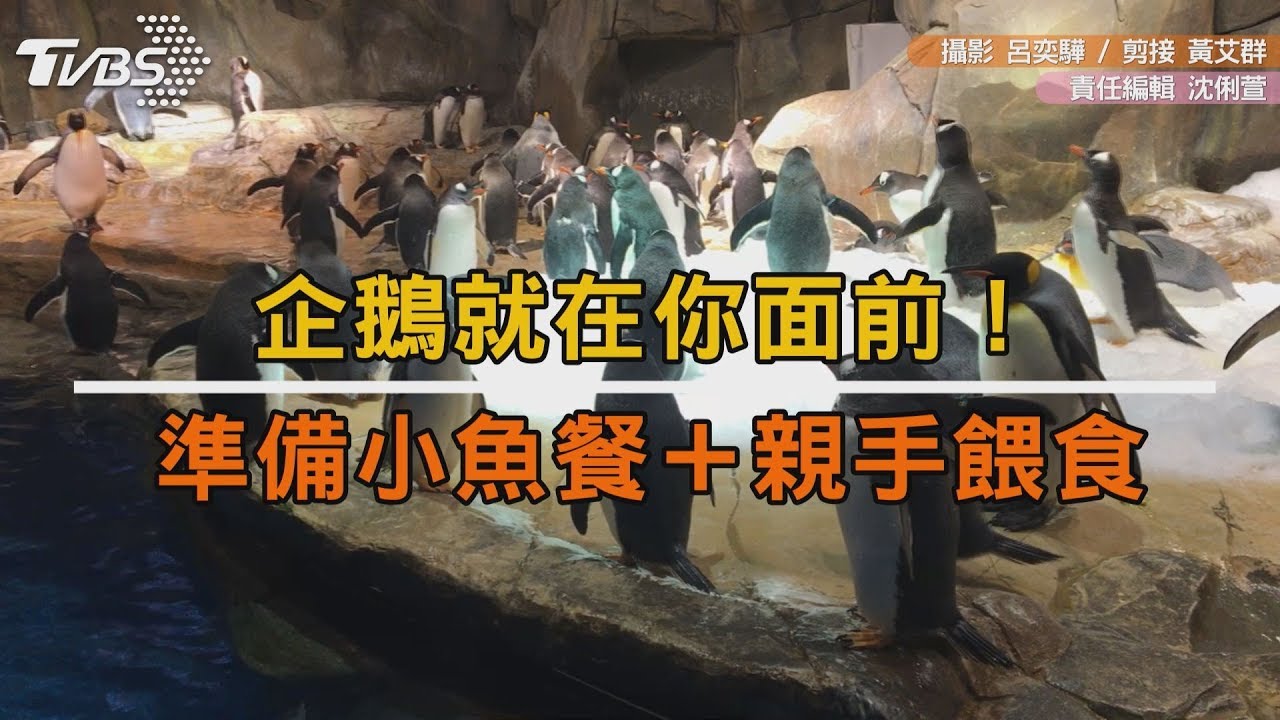準備小魚餐+親手餵食 來這裡「約會企鵝」!