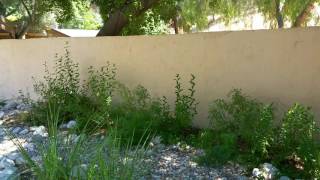 How to Manage Expectations for Shade Garden Solutions