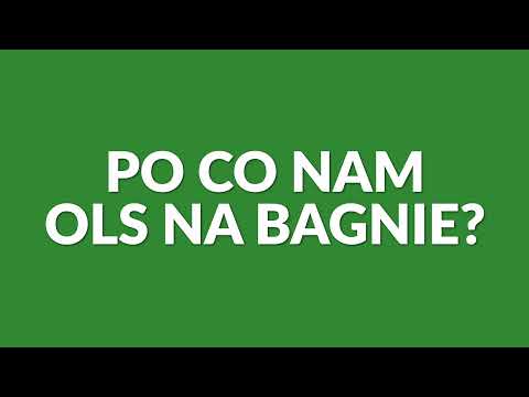 #wiecznelasy | Jaką rolę pełnią olsy na bagnie?