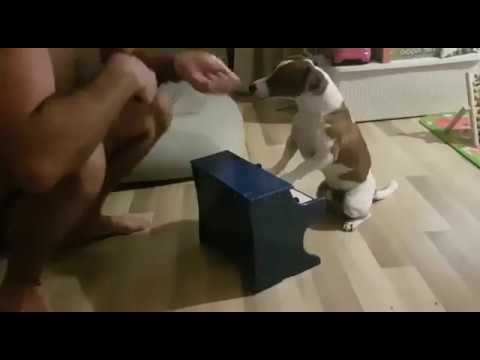 прикол . собака играет на пианино