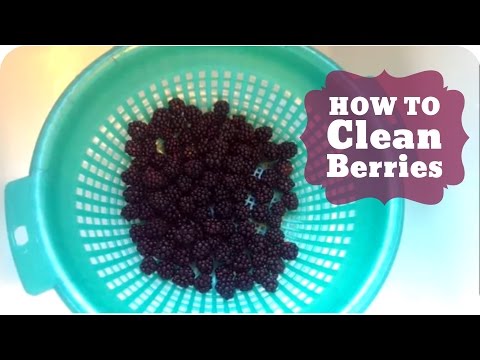 download lagu mp3 mp4 How To Clean Blackberries Fruit, download lagu How To Clean Blackberries Fruit gratis, unduh video klip How To Clean Blackberries Fruit