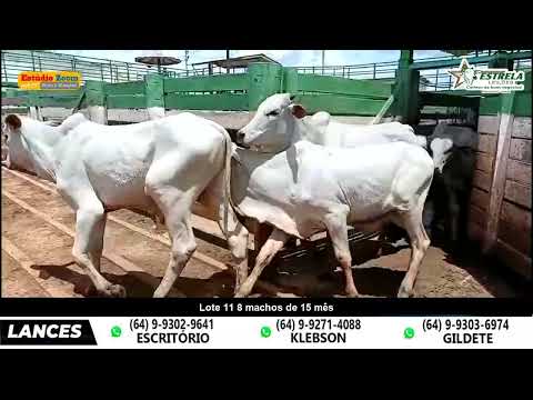 Lote 11 - Leilão Estrela - Morrinhos - Go - apartir das 19 hs - 10/02/2026