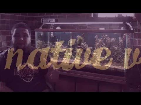 Native Fish 101: Native vs Tropical