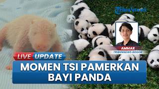 Bayi Panda Pertama Indonesia 'Rio' yang Baru Lahir Tampil ke Publik, Dipamerkan TSI Bogor