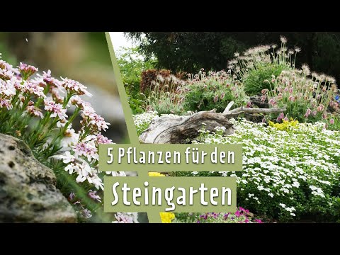 Steingarten mit tollen Blumen für Frühling und Sommer gestalten | MDR Garten