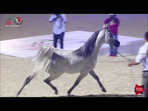 N 575 D MEQDAM   UAE Nationals 2019