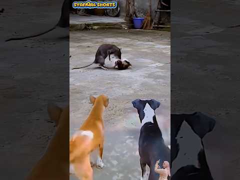 😂 Kucing Kecil Nekat Berantem Sama Tikus Besar, Reaksi Anjingnya Bikin Ngakak! 😂#animals #funny #fyp