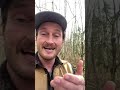 Pro Logging Pro Environment Progress