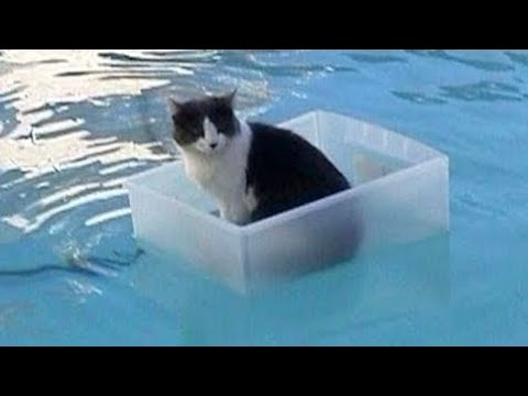 CATS will make you LAUGH YOUR HEAD OFF - Funny CAT compilation