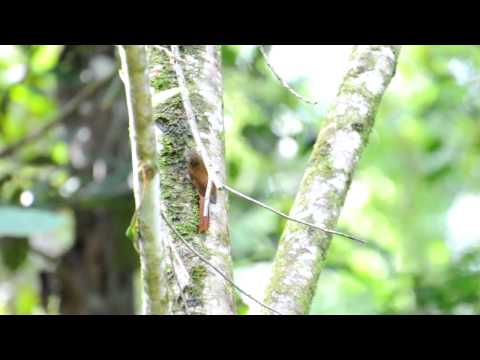 Glyphorhynchus spirurus