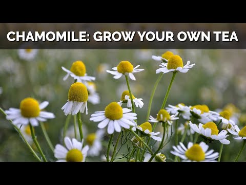 Love Chamomile Tea? Now You Can Grow the Herb Yourself