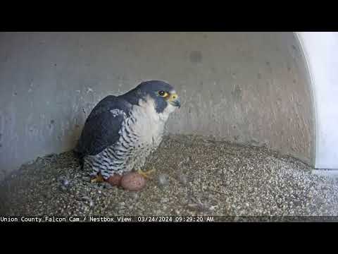 Frida the Peregrine Falcon Lays Fourth Egg / Union County Falcon Cam Highlight