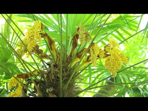 園芸 愛のアドニス、愛のアドニデ