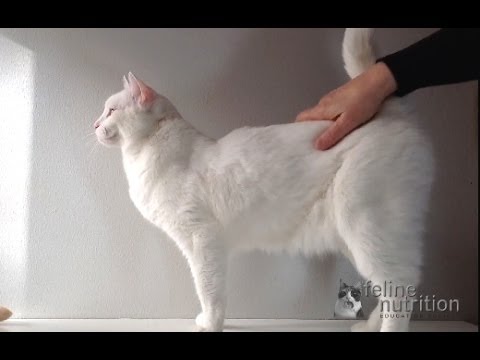Why Did My Cat's Fur Get So Silky? - YouTube