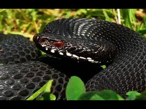 Dylan Dog mensile N° 150 - Il Bacio della Vipera: Recensione