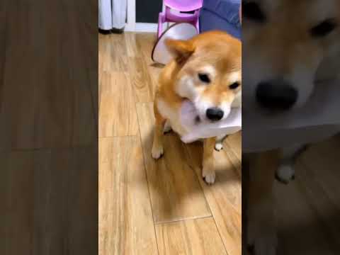 #PetLovers #CutePets A cat - dog caper filled with laughter and chaos!